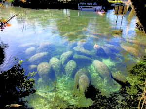Group of Manatees | Marinalife