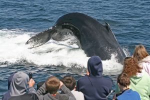7 Seas Whale Watch - new england towns - marinalife