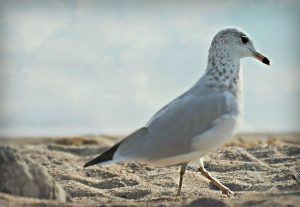 port henry beach - this or that - marinalife